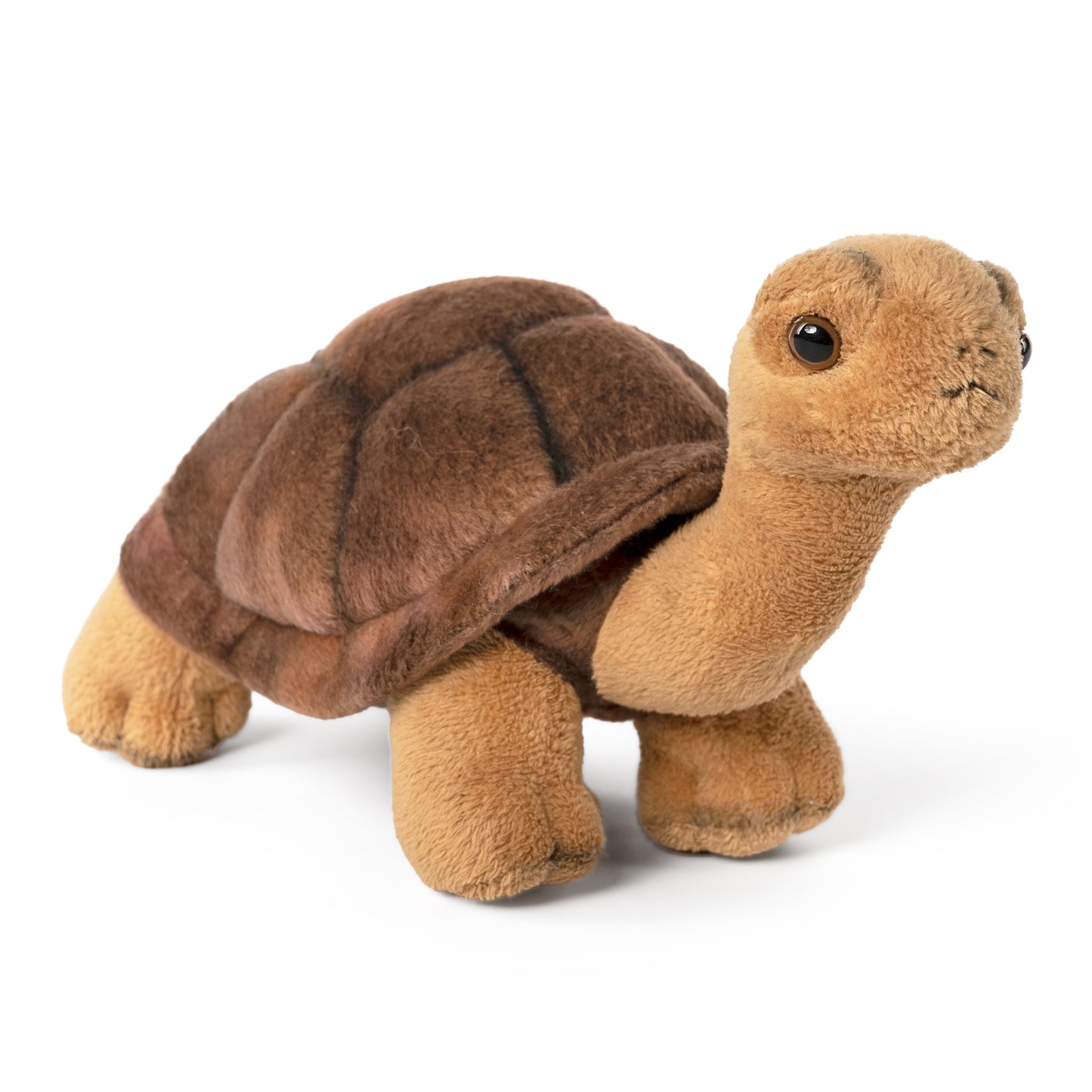 AN726 Leopard Tortoise 22cm