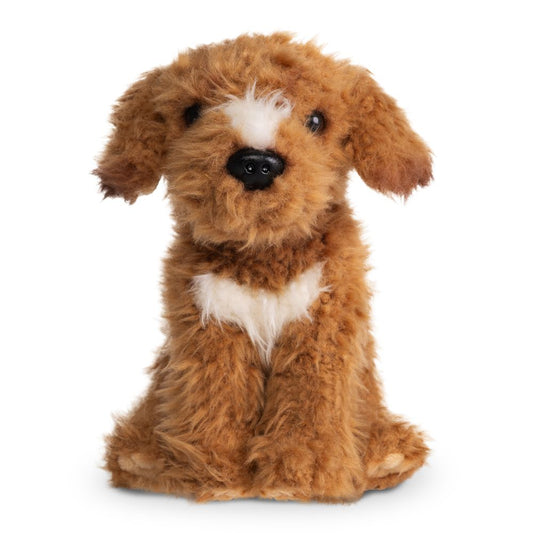 AN810 Labradoodle Brown