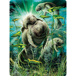 3D LiveLife Postcards - Manatees