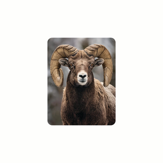 3D LiveLife Magnets - Bighorn Sheep