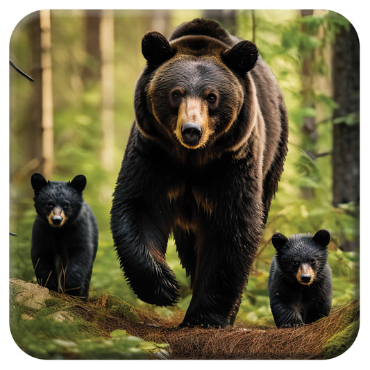 3D LiveLife Coasters - Black Bear Family Stroll