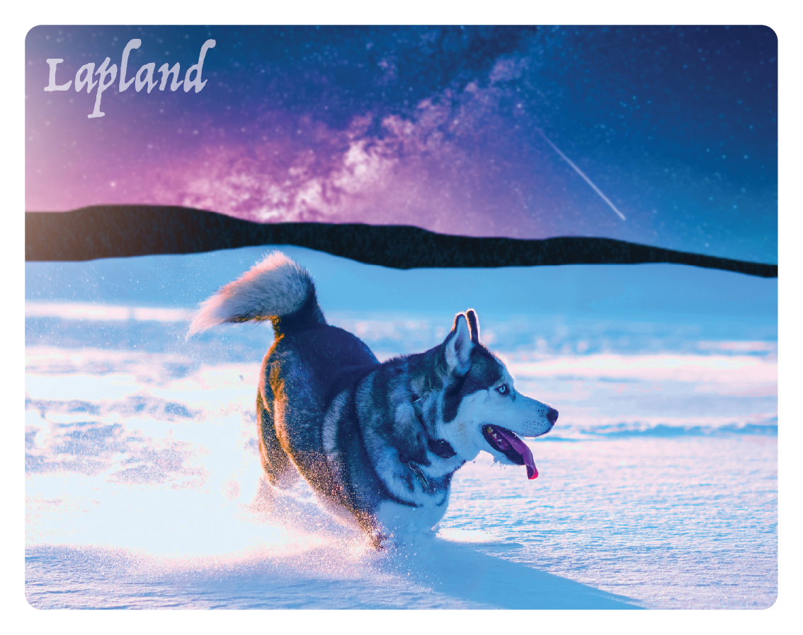 Husky and a shooting star 3D magnet FIN LAP