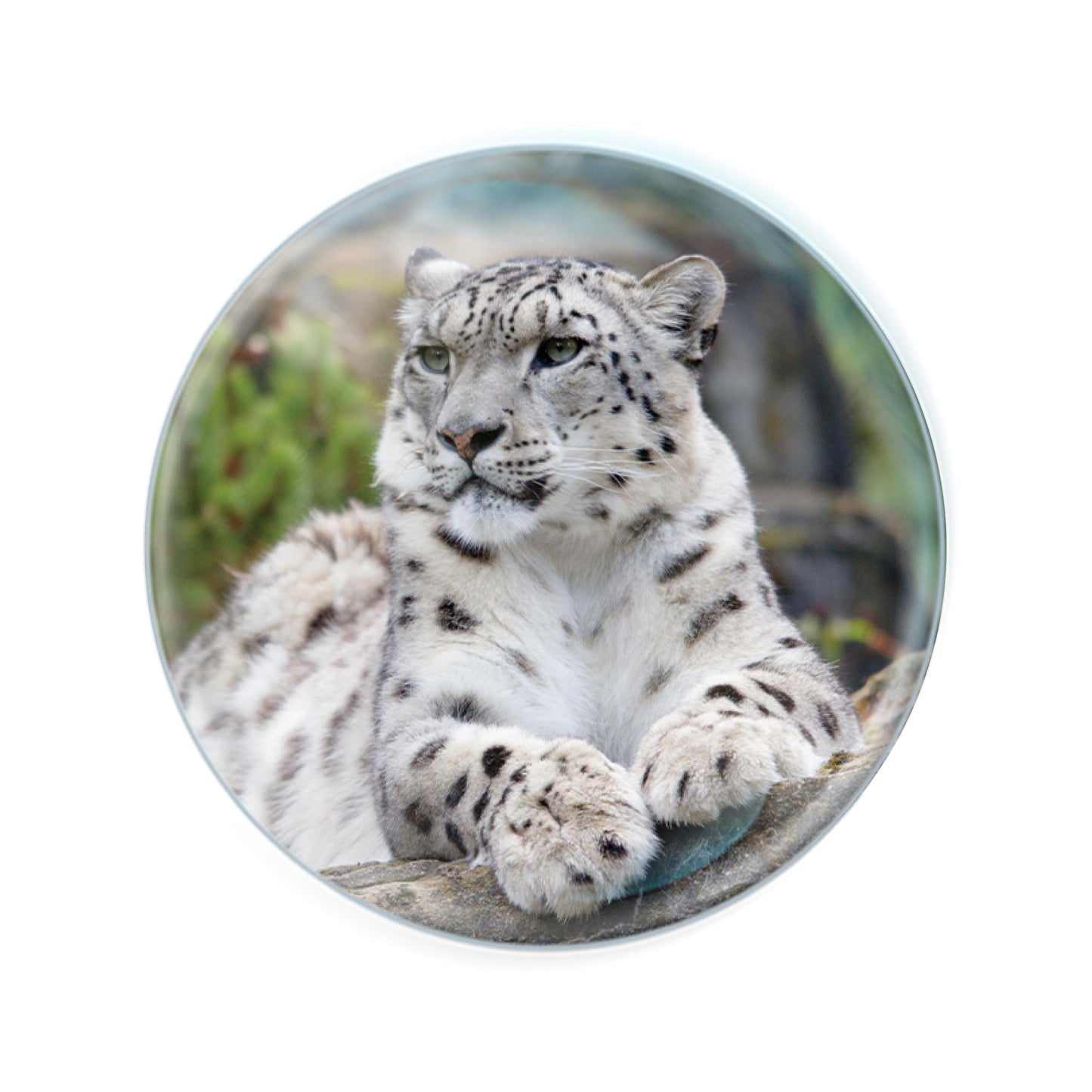 Magnidomes - Snow Leopard