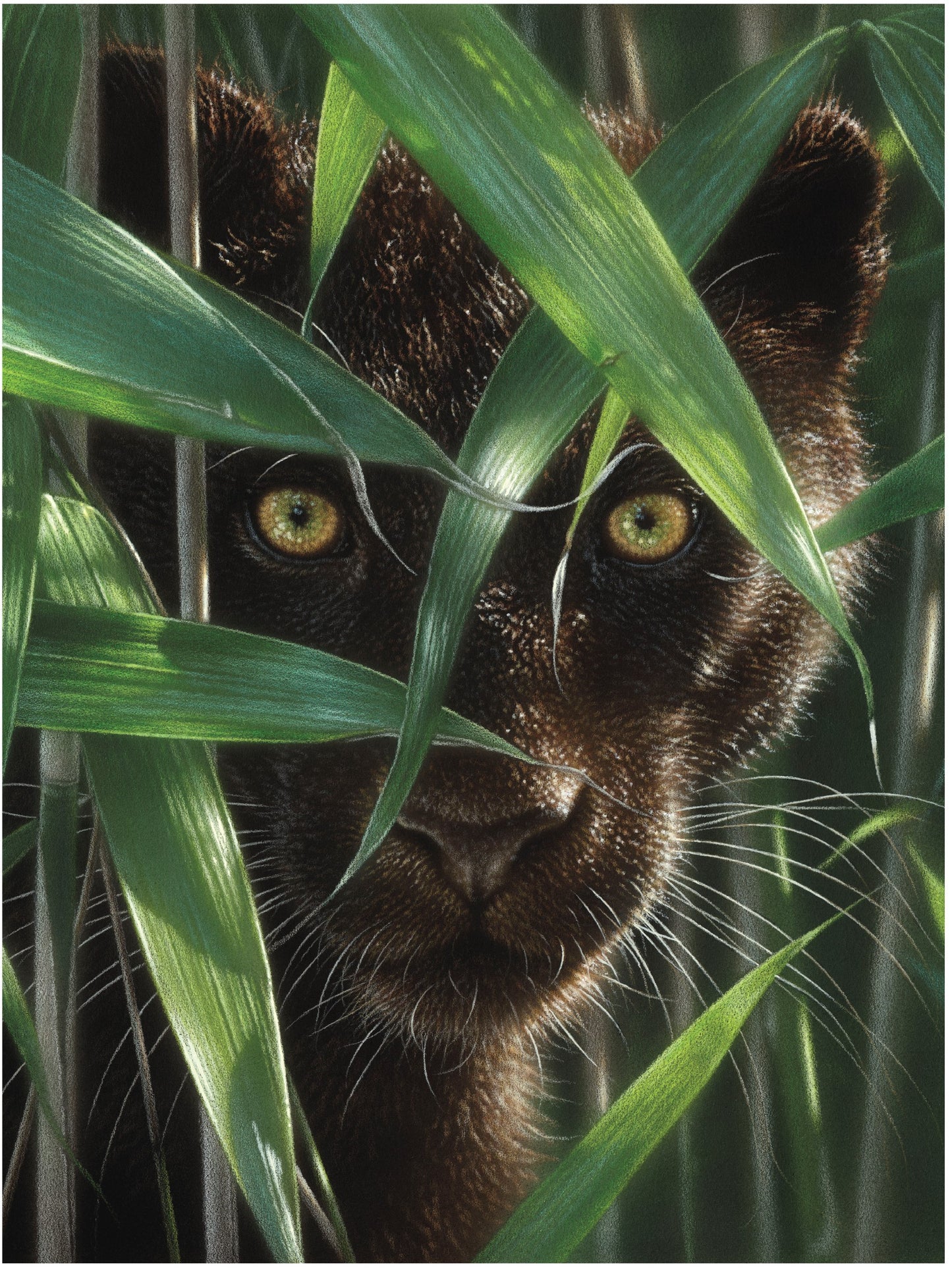 3D LiveLife Pictures - Wild Eyes
