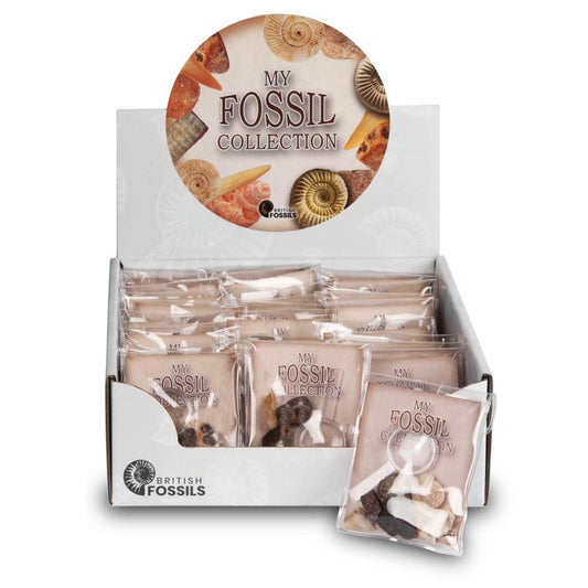 RM80 Fossil Collection with Magnifier