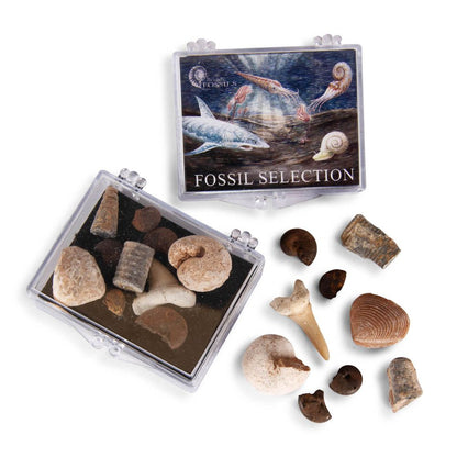 RM89 Small Fossil Collection Box