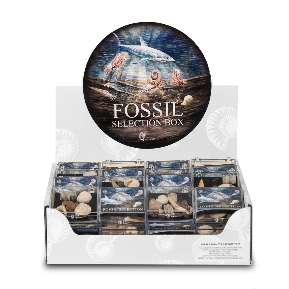 RM89 Small Fossil Collection Box