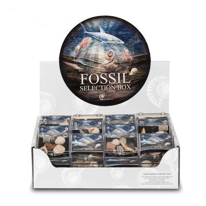 RM89 Small Fossil Collection Box