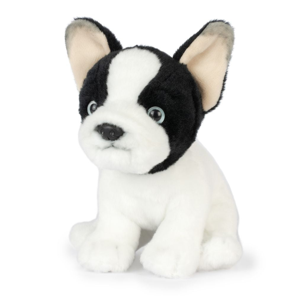 AN776 French Bulldog Puppy Black and White