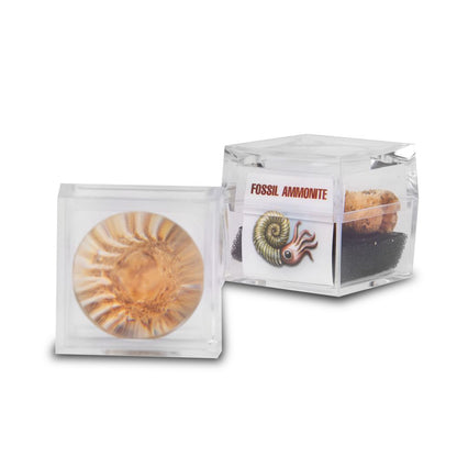 RM10 Magnifier Box with Fossils