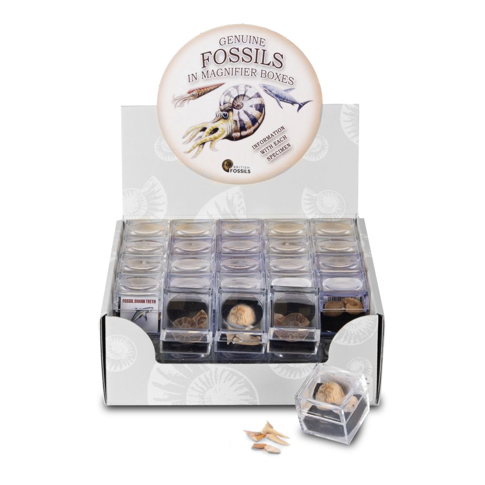 RM10 Magnifier Box with Fossils