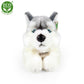 Plush Husky 30 cm