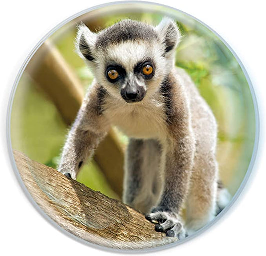 Magnidomes - Ring-Tailed Lemur