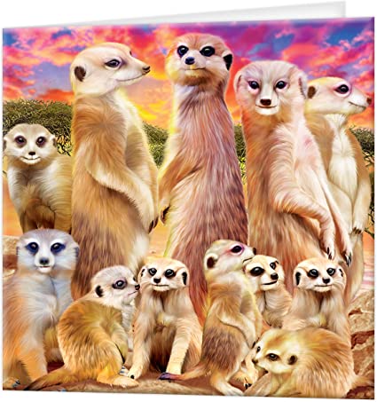 3D LiveLife Greetings Cards - Cool Meerkats