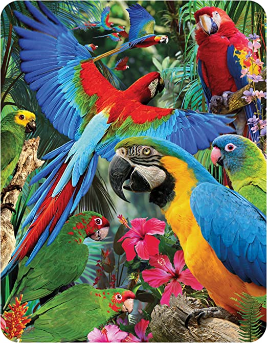 3D LiveLife Magnets - Parrot Pandemonia