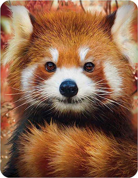 3D LiveLife Magnets - Baby Red Panda