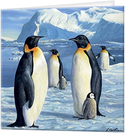 3D LiveLife Greetings Cards - Antarctic Majesty