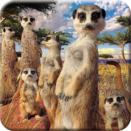 3D LiveLife Coasters - Meerkat Gaze