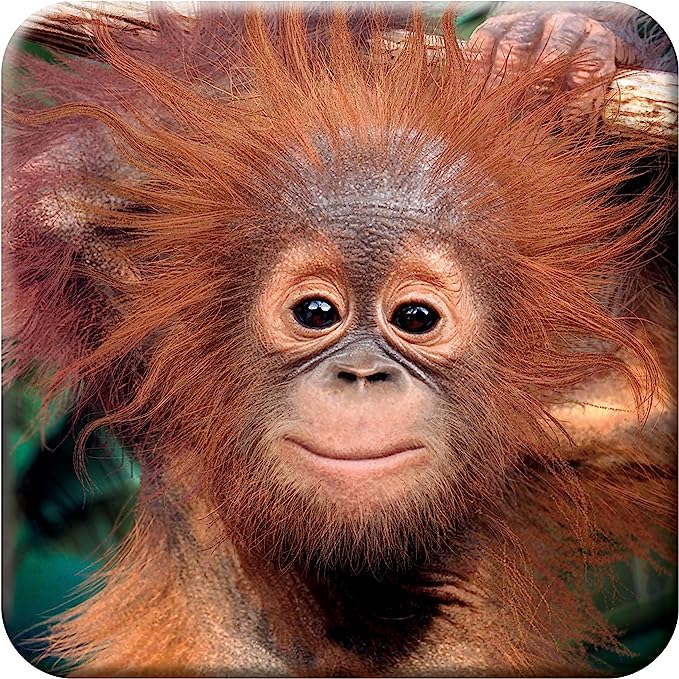 3D LiveLife Coasters - Baby Orangutan