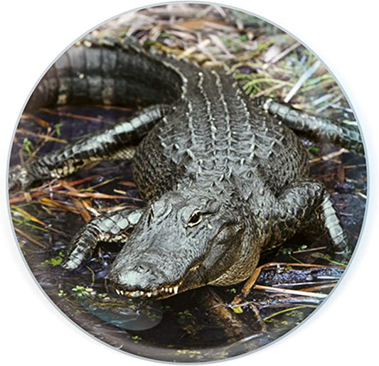Magnidomes - Crocodile
