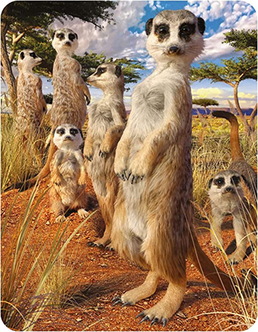 3D LiveLife Magnets - Meerkat Gaze