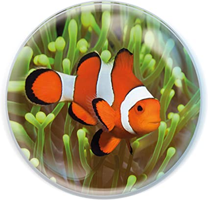 Magnidomes - Clown Fish